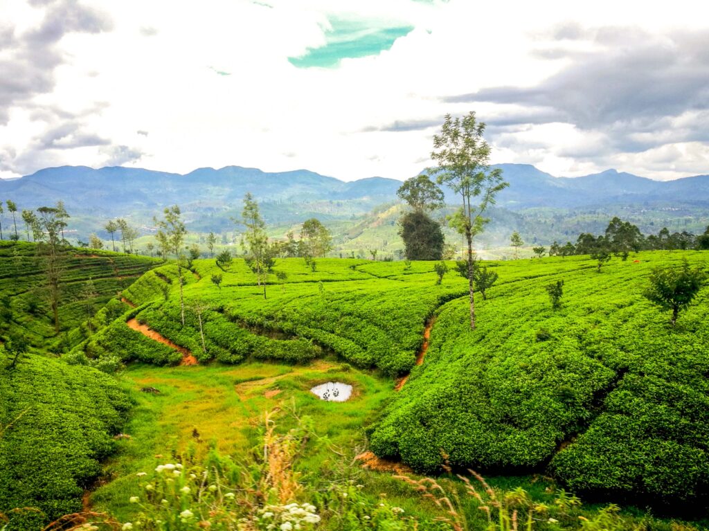 Plantații de ceai Sri Lanka